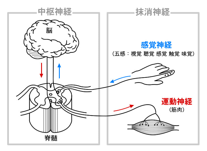 神経回路の説明